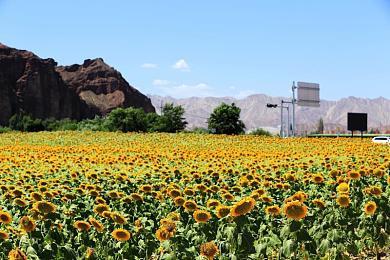 EA与无双工作室合作打造古日本狩猎3A游戏新作